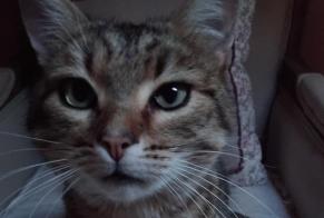 Disappearance alert Cat miscegenation  Male , 6 years Dun-les-Places France