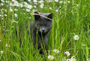 Disappearance alert Cat Female , 6 years Avesnes-le-Comte France