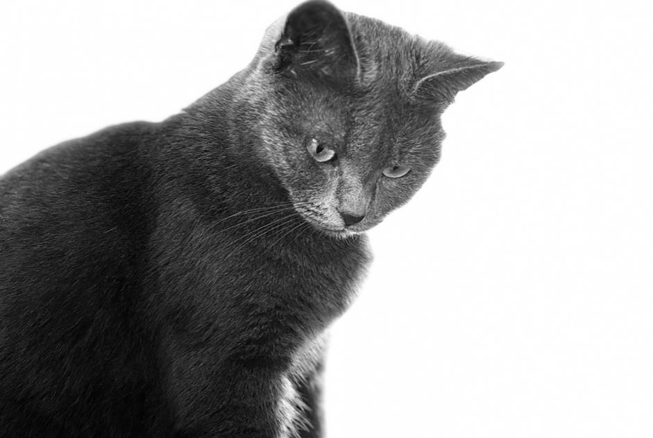 Disappearance alert Cat Female , 6 years Avesnes-le-Comte France