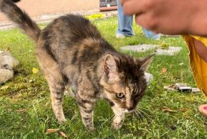 Discovery alert Cat Female Auzielle France