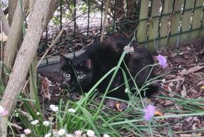 Discovery alert Cat Unknown Saint-Vigor-le-Grand France