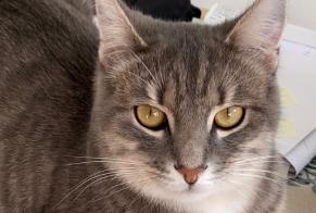 Disappearance alert Cat Male , 4 years Berru France