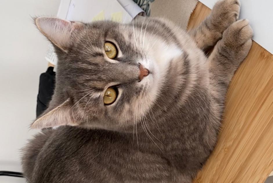 Disappearance alert Cat Male , 4 years Berru France