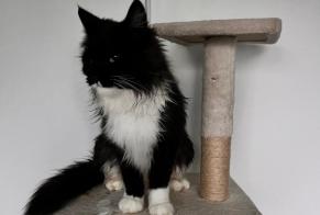 Disappearance alert Cat  Female , 2 years Écot France