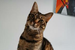 Disappearance alert Cat Female , 4 years Nancy France
