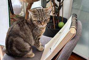 Disappearance alert Cat  Female , 1 years Tours France
