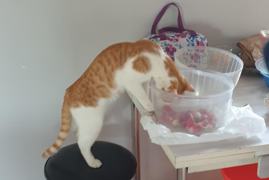 Disappearance alert Cat Male , 1 years Châtillon-sur-Chalaronne France