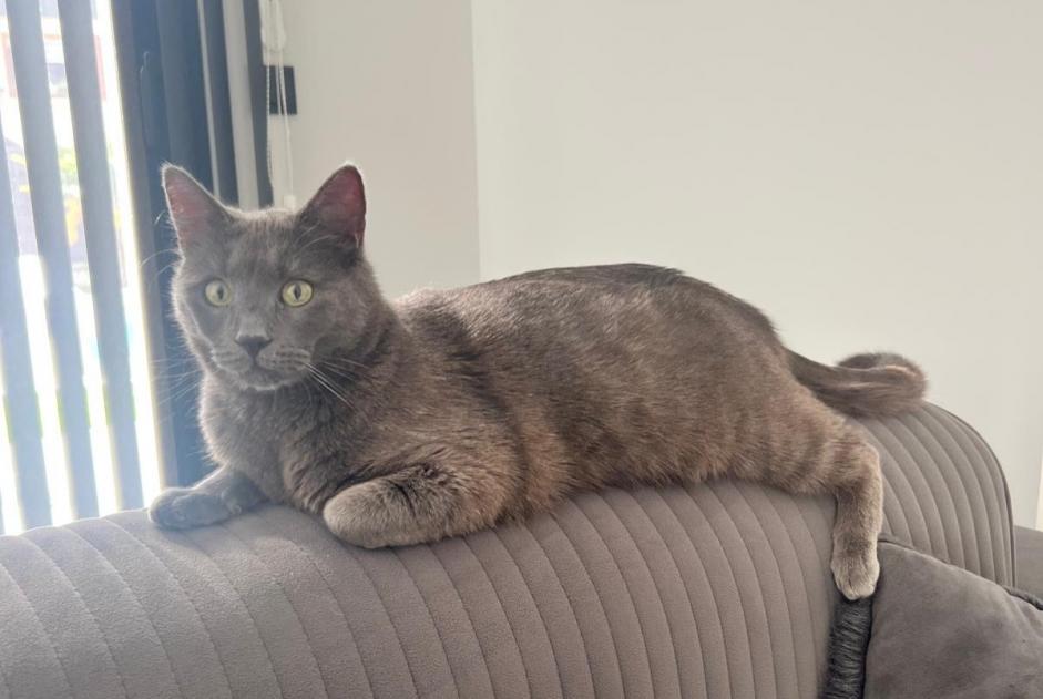 Disappearance alert Cat Male , 2 years Albertville France