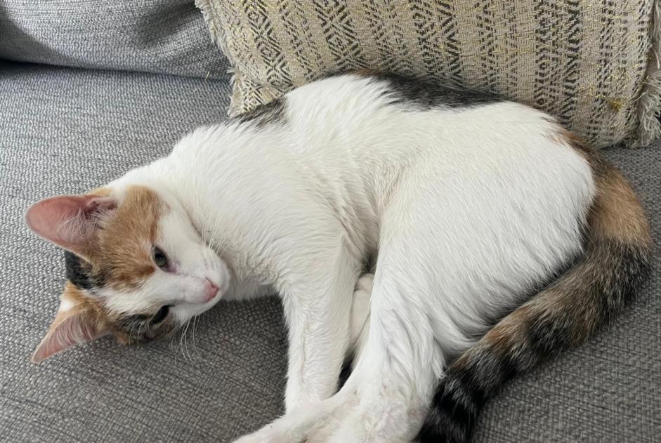 Disappearance alert Cat Female , 1 years Bons-en-Chablais France