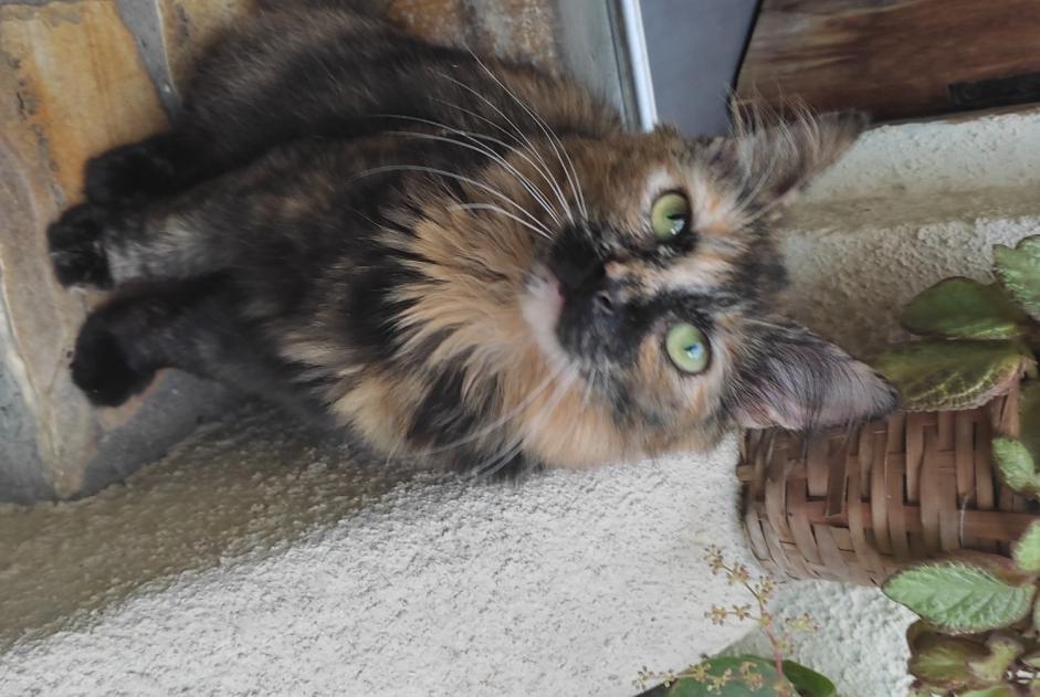 Disappearance alert Cat Female , 1 years Montreuil France