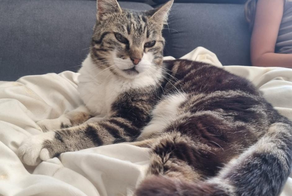 Disappearance alert Cat Male , 15 years Gonfaron France