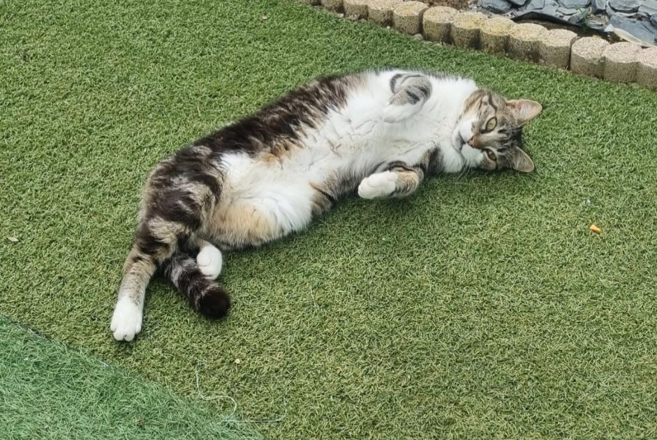Disappearance alert Cat Male , 15 years Gonfaron France