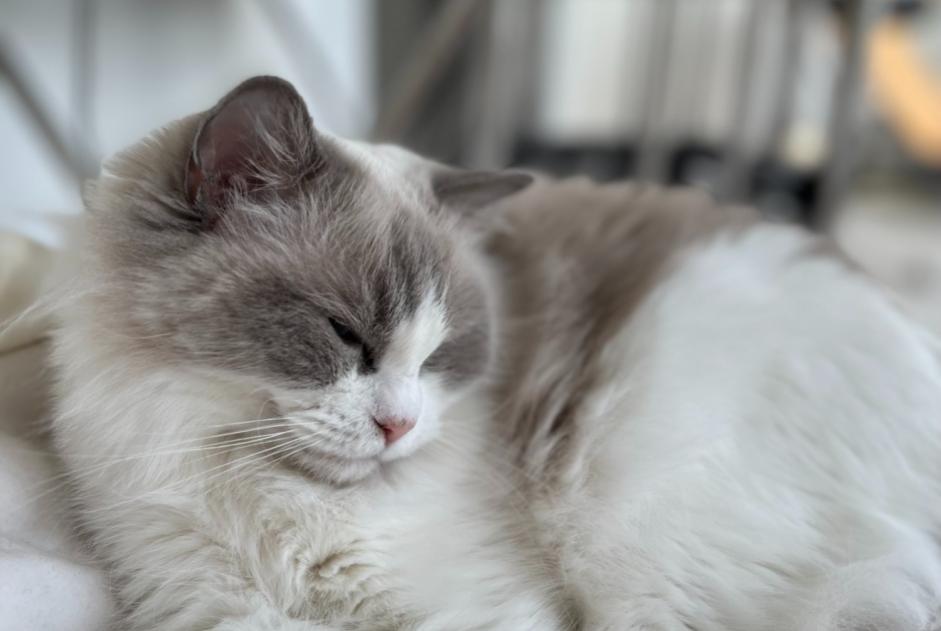 Disappearance alert Cat  Female , 6 years Villefontaine France