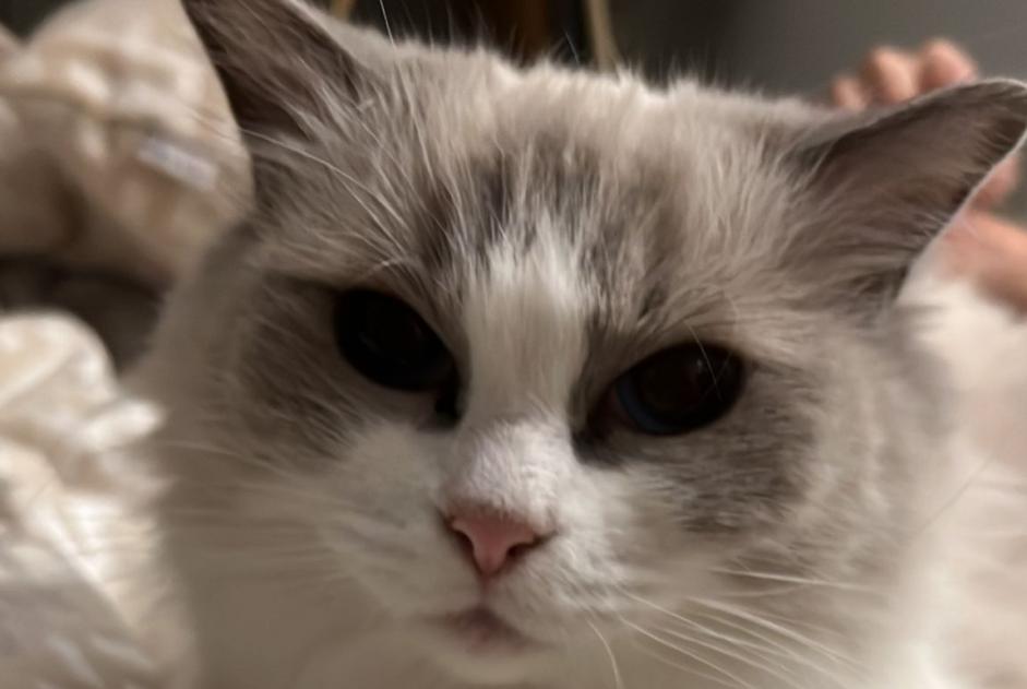 Disappearance alert Cat  Female , 6 years Villefontaine France