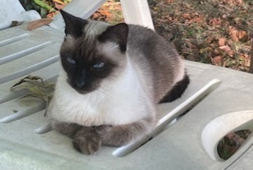 Disappearance alert Cat  Female , 3 years Aubiet France
