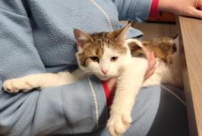 Disappearance alert Cat  Female , 2 years Mirecourt France