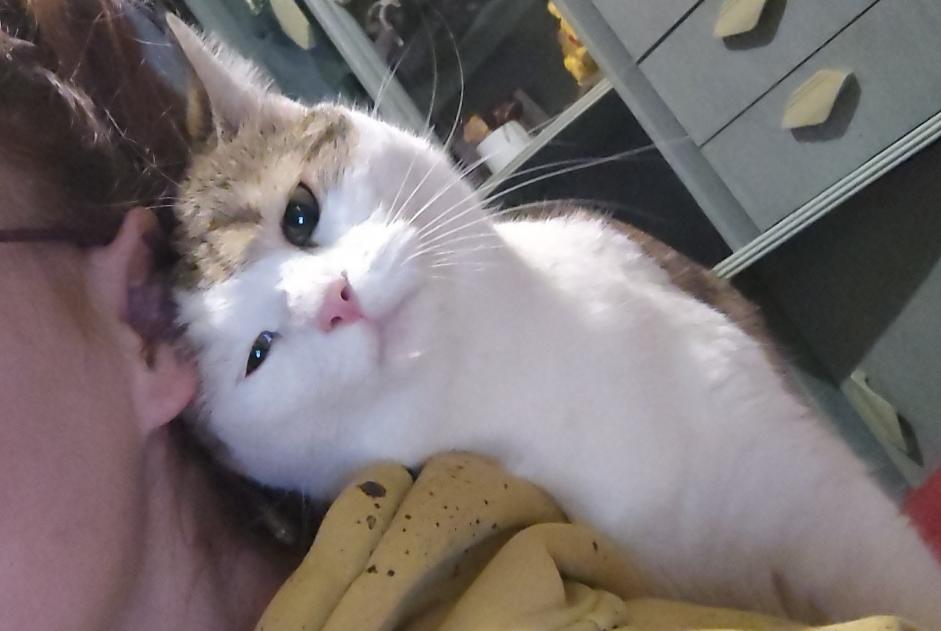 Disappearance alert Cat  Female , 2 years Mirecourt France