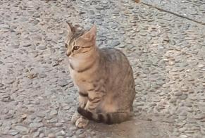 Discovery alert Cat Female Vitrolles France