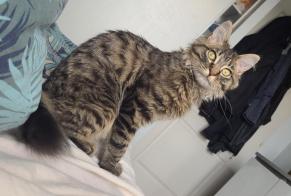 Disappearance alert Cat  Male , 0 years Saint-Chély-d'Apcher France