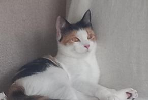 Disappearance alert Cat Female , 1 years Tourcoing France