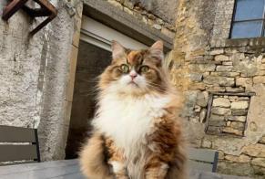 Disappearance alert Cat Female , 8 years Billy-sous-Mangiennes France
