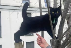 Disappearance alert Cat Female , 3 years Rieumes France