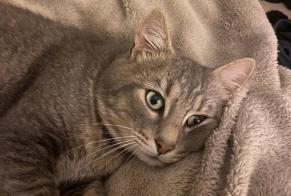 Discovery alert Cat Male , 3 years Dinard France