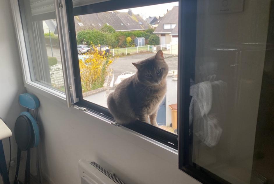 Discovery alert Cat Male , 3 years Dinard France