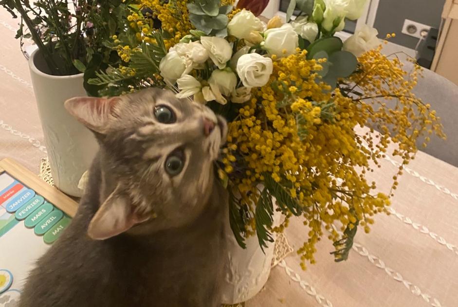 Discovery alert Cat Male , 3 years Dinard France