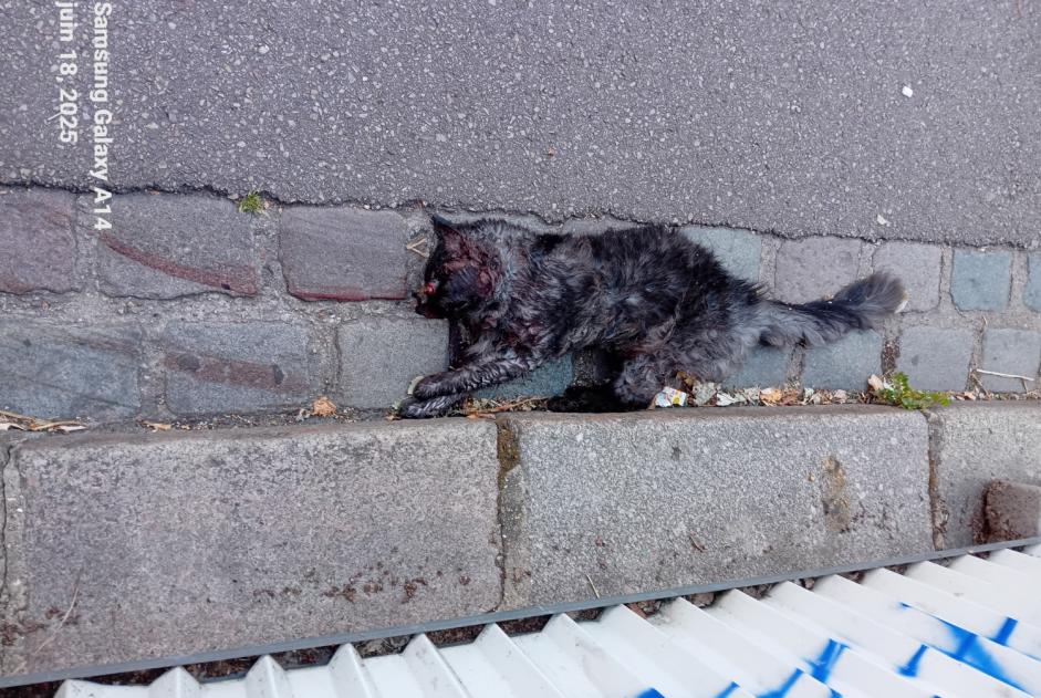 Discovery alert Cat miscegenation  Unknown Rouen France