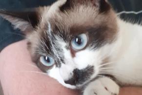 Discovery alert Cat miscegenation  Female Nantes France