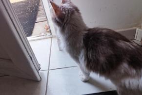 Discovery alert Cat Female Agneaux France