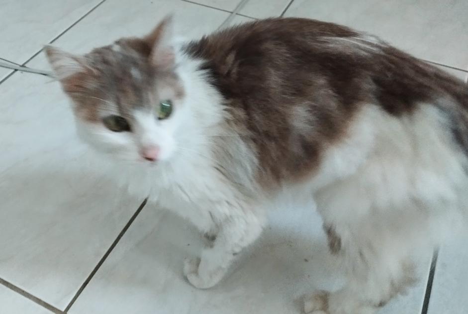 Discovery alert Cat Female Agneaux France
