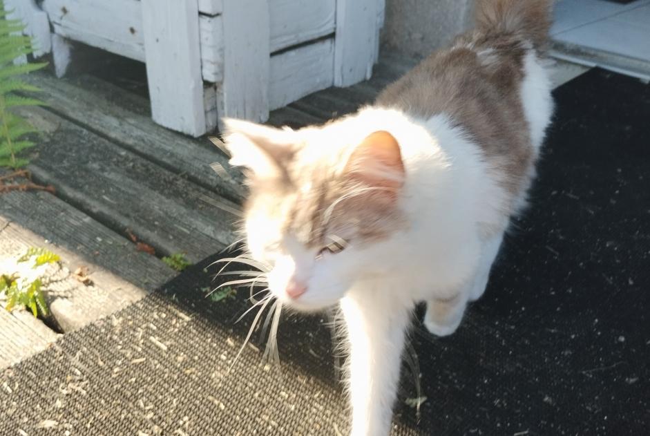 Discovery alert Cat Female Agneaux France