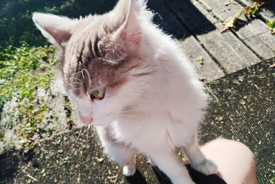 Discovery alert Cat Female Agneaux France