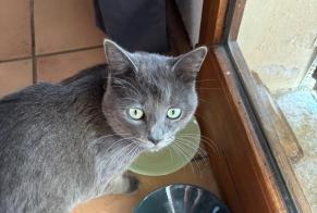 Discovery alert Cat miscegenation  Male Fozzano France