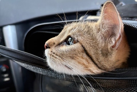 Discovery alert Cat Female Bordeaux France