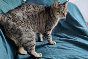 Disappearance alert Cat  Female , 7 years Souffelweyersheim France