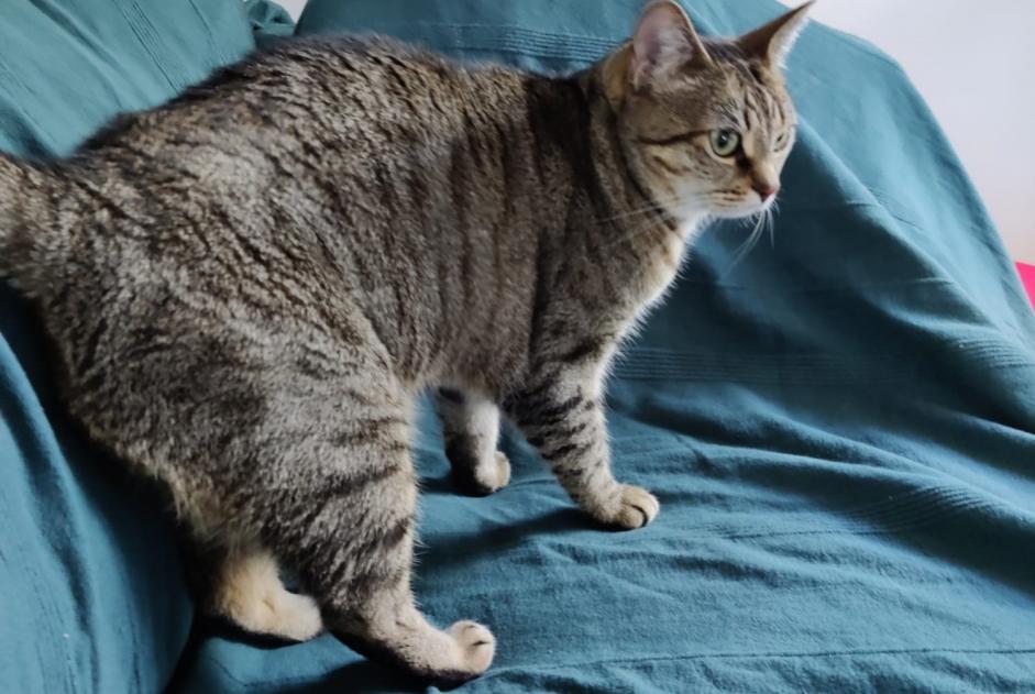 Disappearance alert Cat  Female , 7 years Souffelweyersheim France