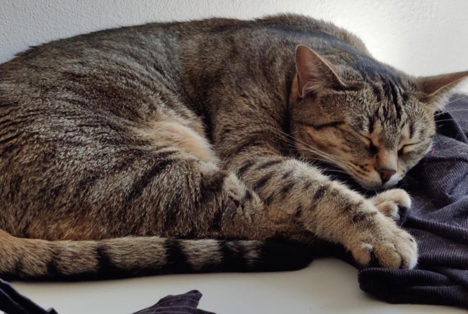 Disappearance alert Cat  Female , 7 years Souffelweyersheim France