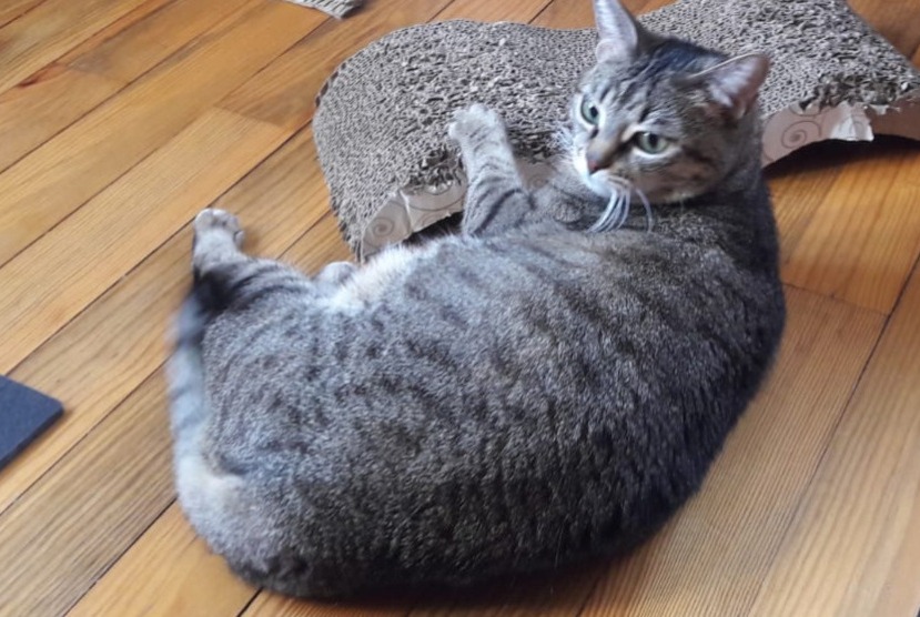 Disappearance alert Cat  Female , 7 years Souffelweyersheim France