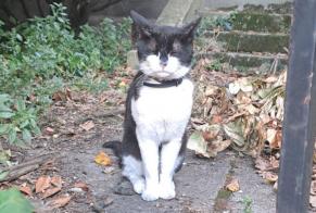 Discovery alert Cat Male , 1 year Saint-Chamond France