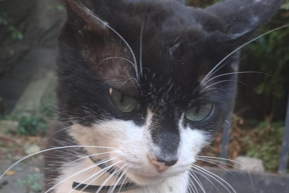 Discovery alert Cat Male , 1 year Saint-Chamond France