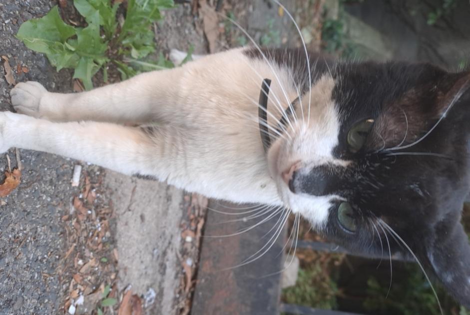 Discovery alert Cat Male , 1 year Saint-Chamond France