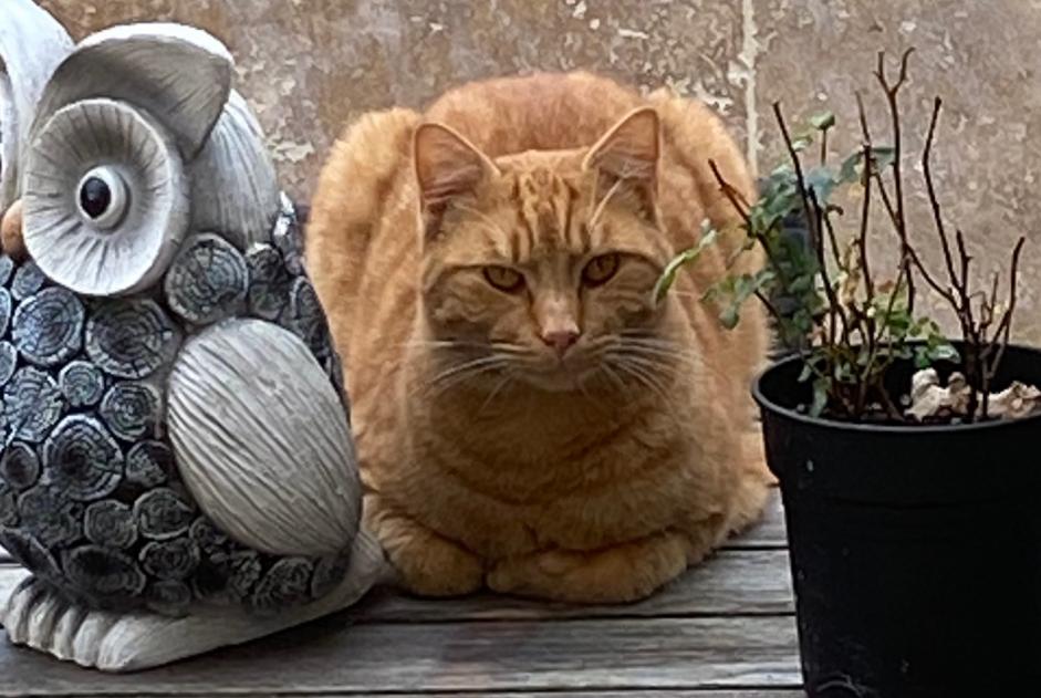 Disappearance alert Cat Male , 2 years Épaney France