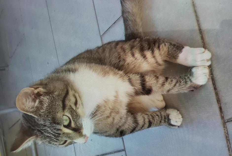 Discovery alert Cat Male Saint-Denis-de-Pile France