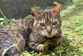 Disappearance alert Cat Female , 16 years Lille France