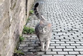 Disappearance alert Cat  Female , 5 years Rennes France