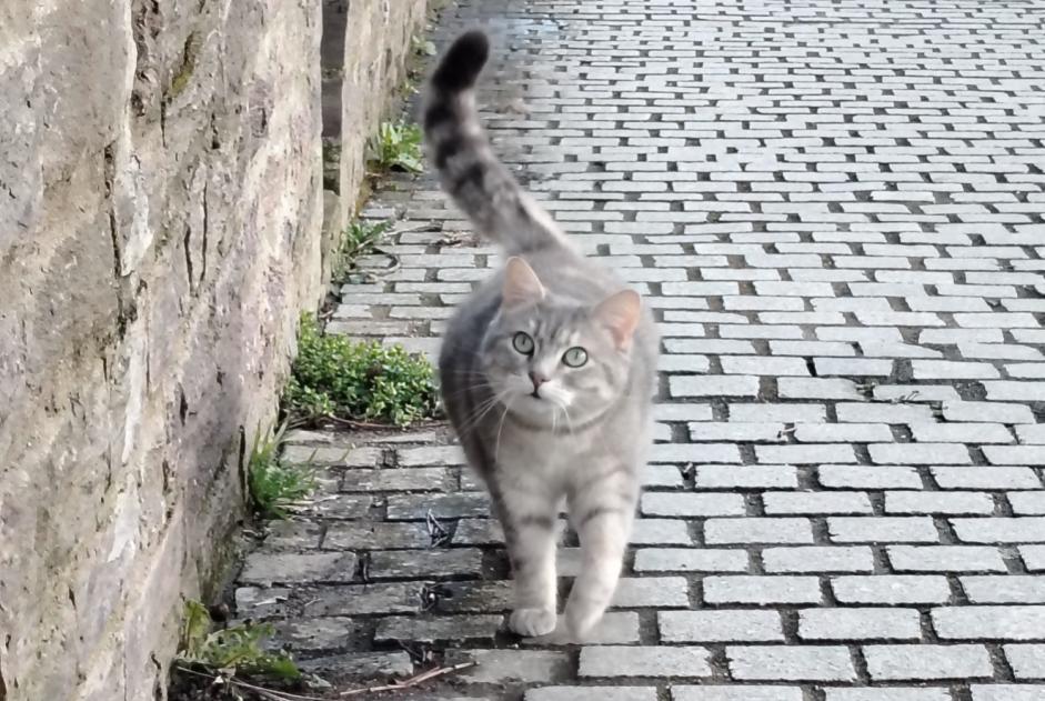 Disappearance alert Cat  Female , 5 years Rennes France