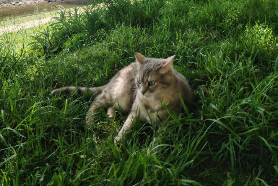 Disappearance alert Cat  Female , 5 years Rennes France